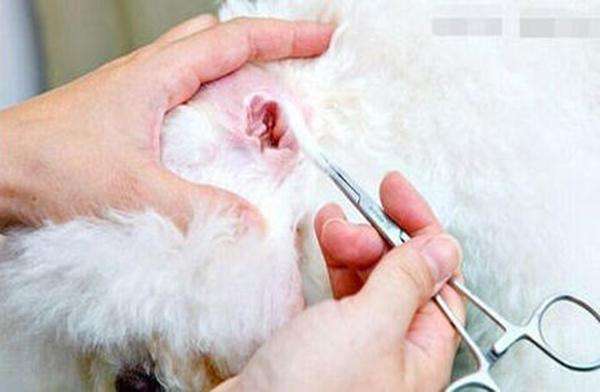 狗狗耳朵怎么清理耳螨,给狗狗清理耳朵的最佳方法
