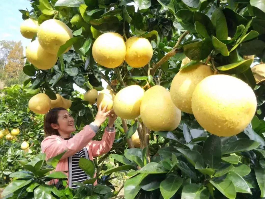 宣恩县县长宣传贡水白柚,恩施宣恩贡水白柚