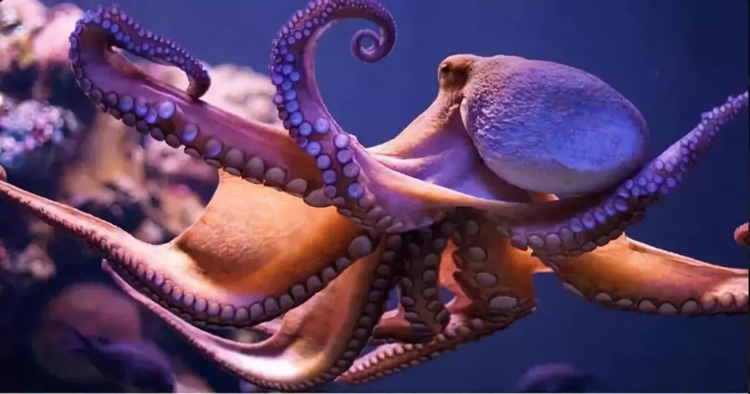 臻迪百科（014）｜章鱼这家伙没准比你还聪明