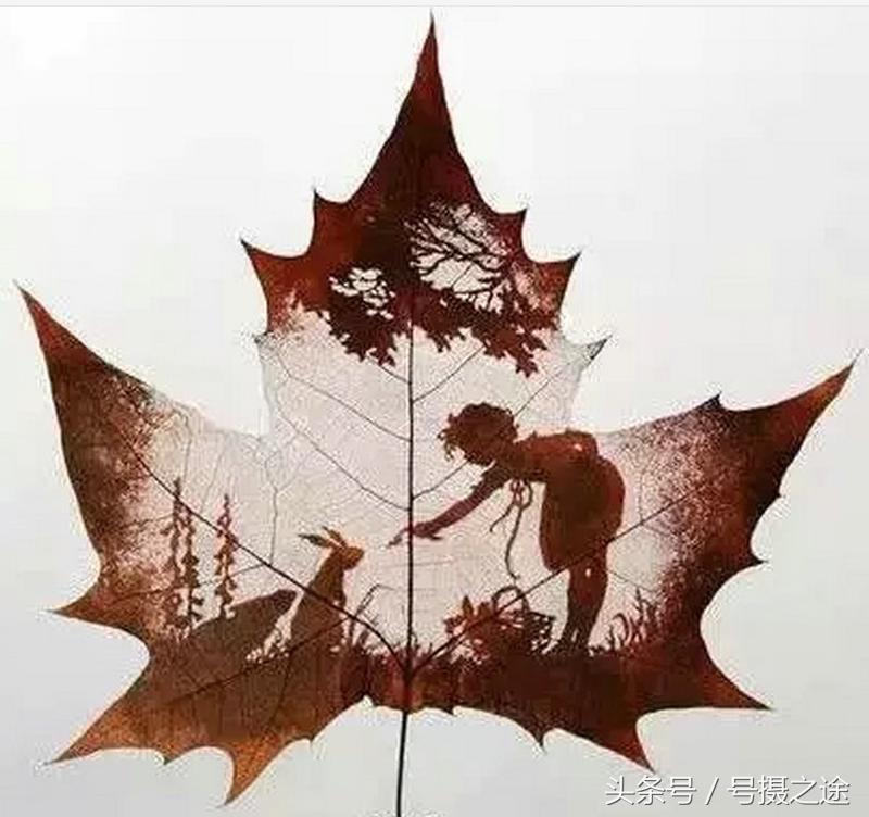 一叶一菩提禅境欣赏,一叶一菩提一窗一风景