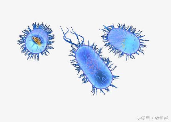 硝化细菌是不是水不循环就会死,硝化细菌怎么才能自然形成