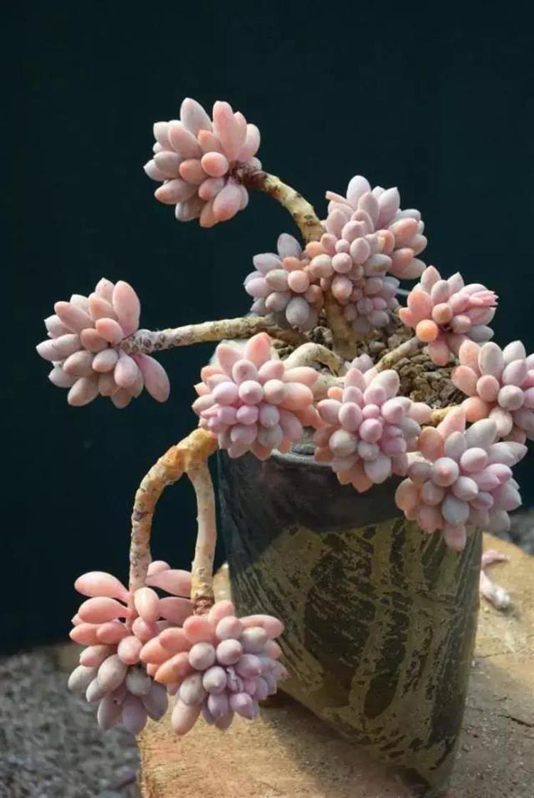 养成老桩最好看的多肉品种,多肉怎么养才能养成老桩盆景