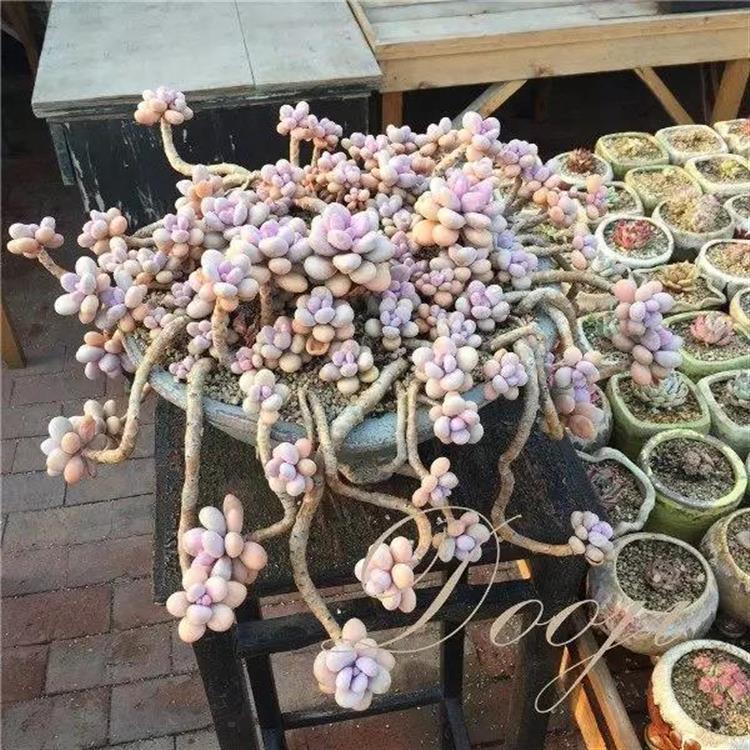 养成老桩最好看的多肉品种,多肉怎么养才能养成老桩盆景