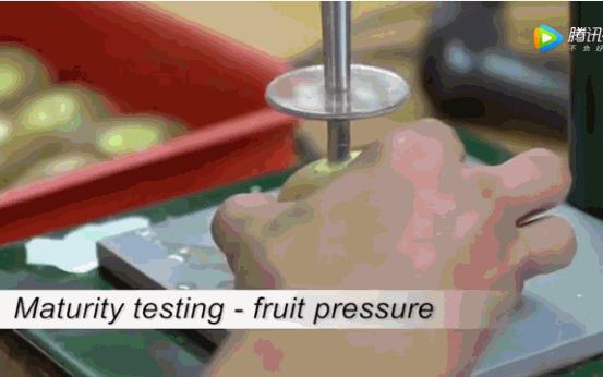 新西兰小岛国,是如何将一个猕猴桃送上水果行业的“神坛”