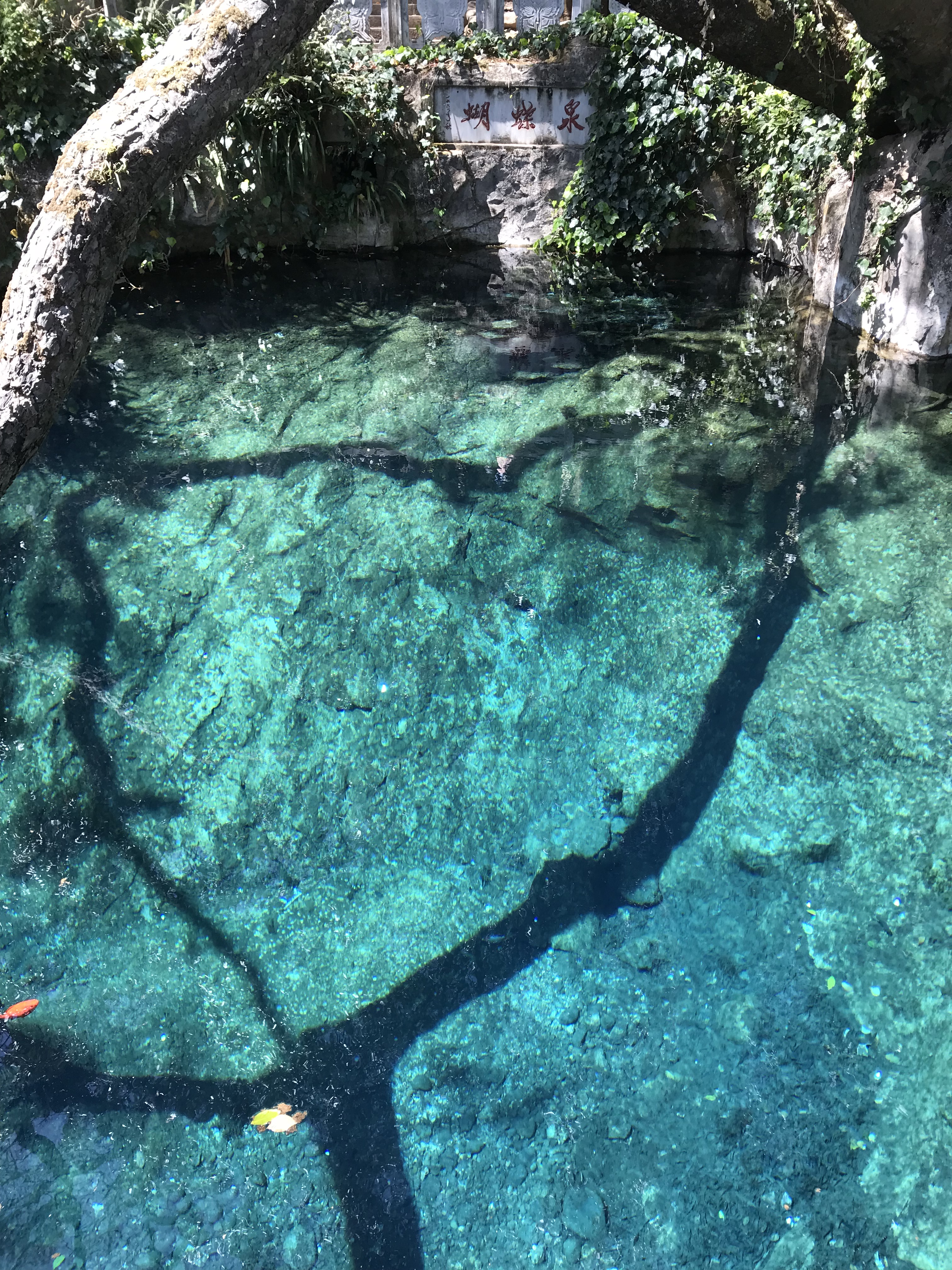 游大理洱海蝴蝶泉游记,云南旅游大理蝴蝶泉攻略图