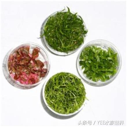 水草造景的优缺点,水草造景前景