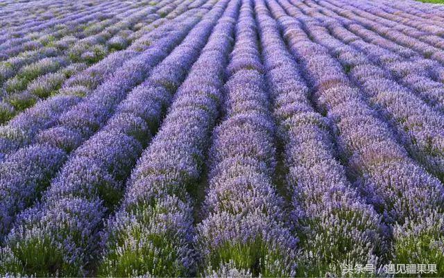 伊犁最美旅游风景区,伊犁旅游攻略探索最美风光