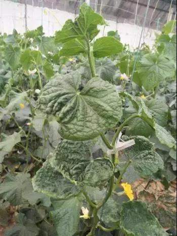 如何科学区分和防治黄瓜病害