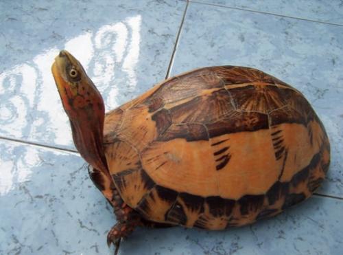 国龟有什么,国龟之梦