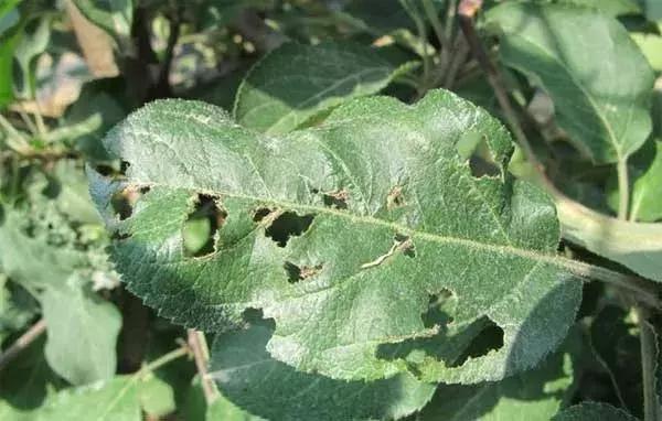 果树病虫害防治时间表,桃树休眠期病虫害防治