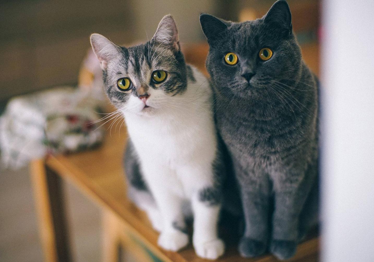 喵星人最讨厌的玩具,猫咪最喜欢的玩具居然是铲屎官