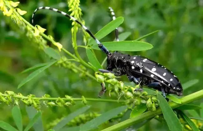 农田常见昆虫图鉴大全,常见田间昆虫100种