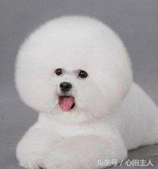 家养泰迪都是什么品种,常见家养宠物犬大全