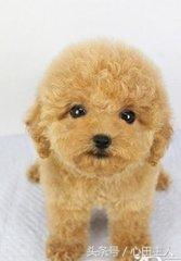 养宠物泰迪犬的正确饲养方法,家养泰迪的的生活习性