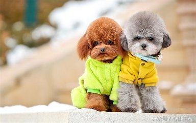 常见的几种家养狗狗,亳州正宗泰迪犬种有哪些