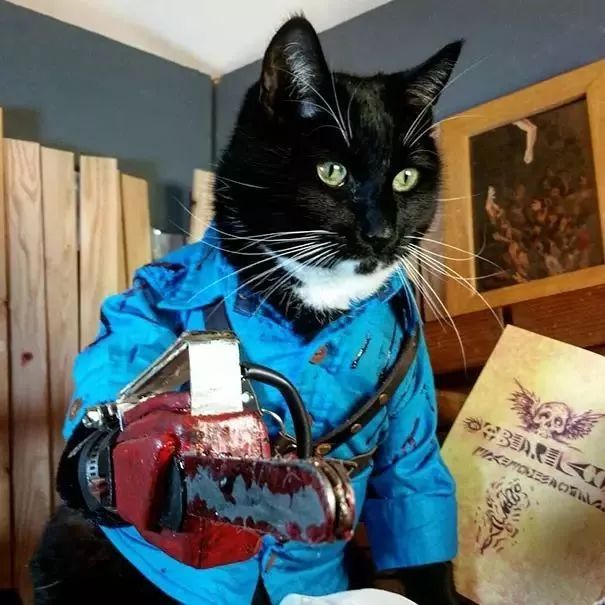 可爱猫咪万圣节,可爱的猫咪万圣节