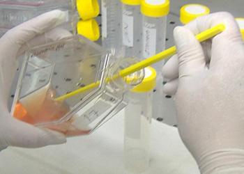 美国转基因研究成功了吗,美国转基因学术数据造假