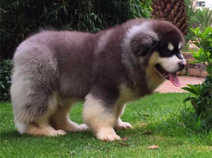 阿拉斯加肥胖的影响,阿拉斯加过于肥胖