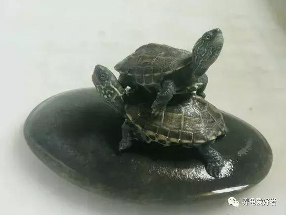 怎样解决龟苗生病的问题,怎么提高龟苗的存活率