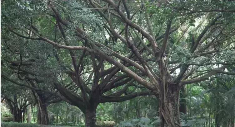 广东江门的地位,广东江门这座城市怎么样