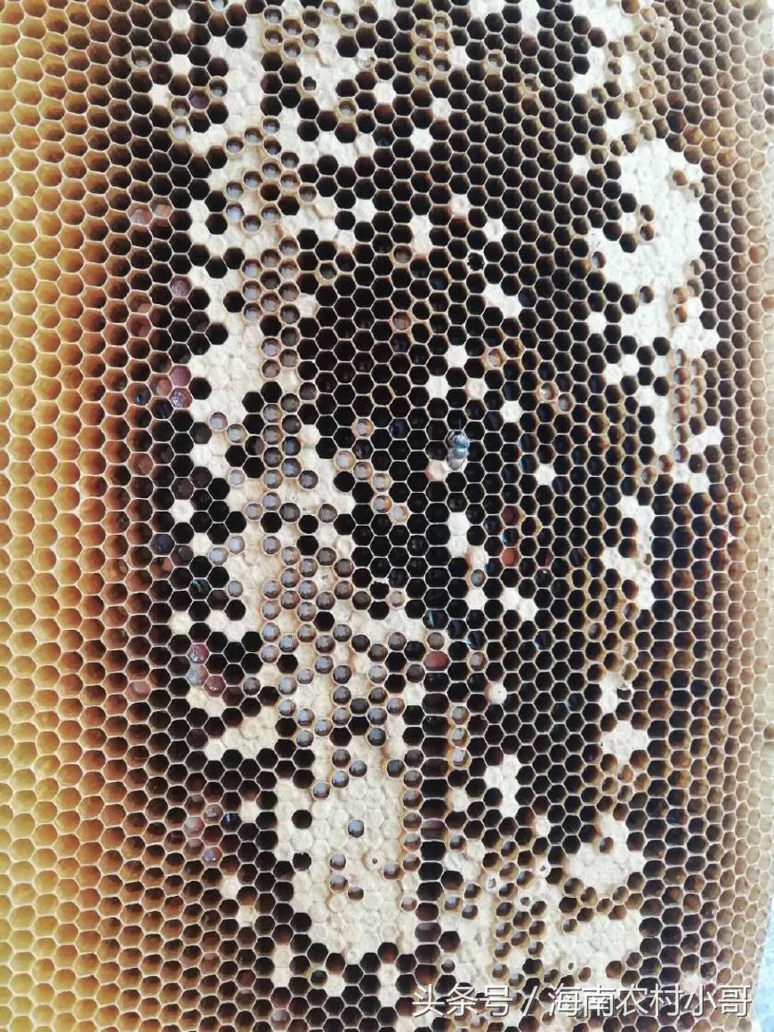 新抓回来的蜜蜂要怎样防止逃跑,刚收回的蜜蜂怎么喂养才不逃跑