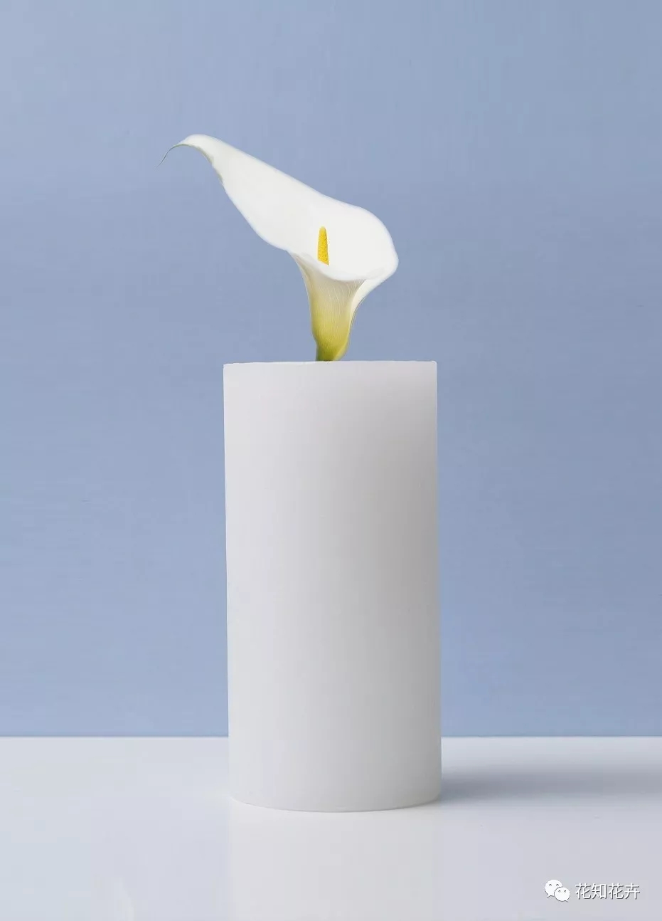 马蹄莲和海芋哪个贵,海芋和马蹄莲区别是什么