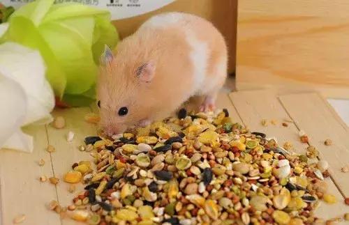 怎么养仓鼠仓鼠才会认你为主人,新手养仓鼠需要准备仓鼠什么用品