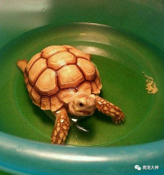 陆龟刺激排酸液,陆龟泡澡不排酸