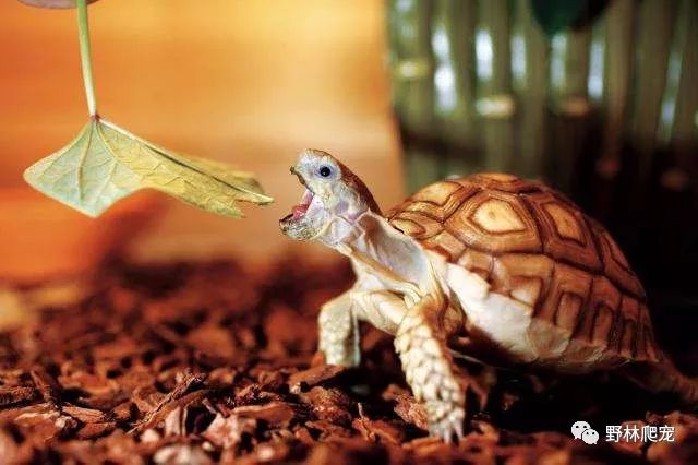 陆龟刺激排酸液,陆龟泡澡不排酸