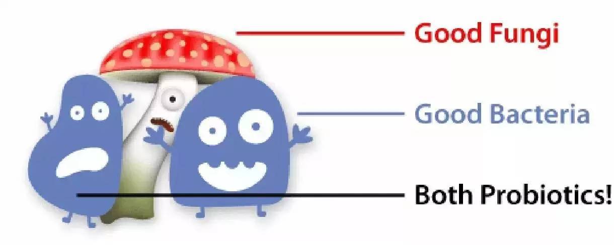 美乐家益生菌视频,美乐家益生菌菌数