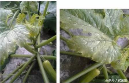 秋冬季节温度降低,用了它助力地温提升,预防蔬菜低温病害不用愁