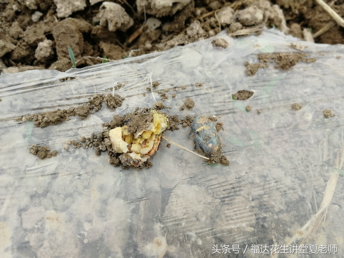 花生老是死为什么,如何避免花生烂种缺苗