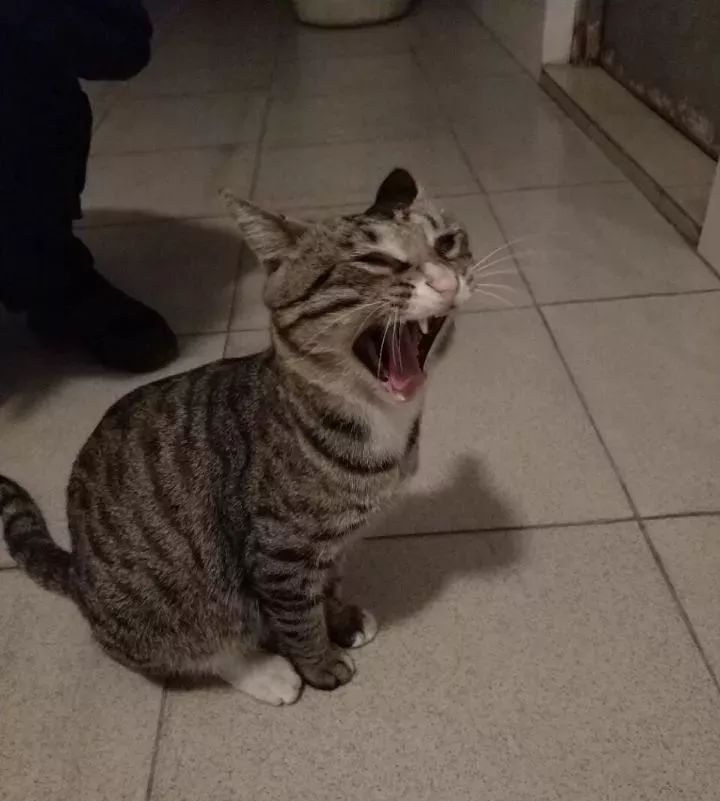 总有一只情绪稳定的猫,一只很有格局的猫