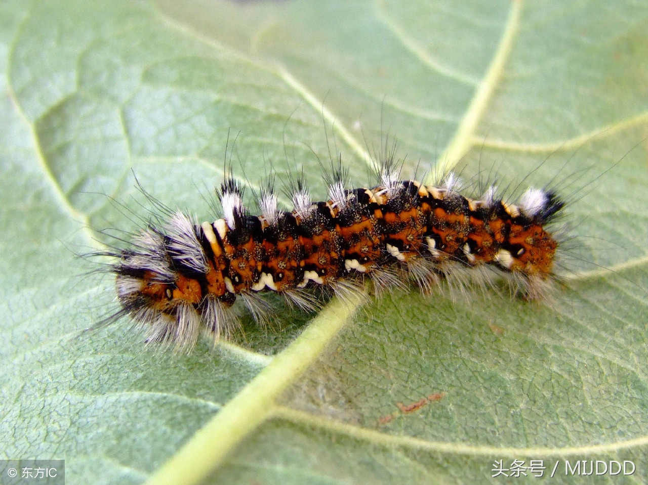 信心比黄金珍贵要坚定信念不盲从,坚定目标有乐观的心态