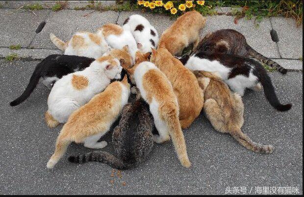 关爱流浪动物的视频,请关爱身边的流浪小动物