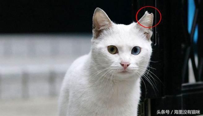 关爱流浪动物的视频,请关爱身边的流浪小动物