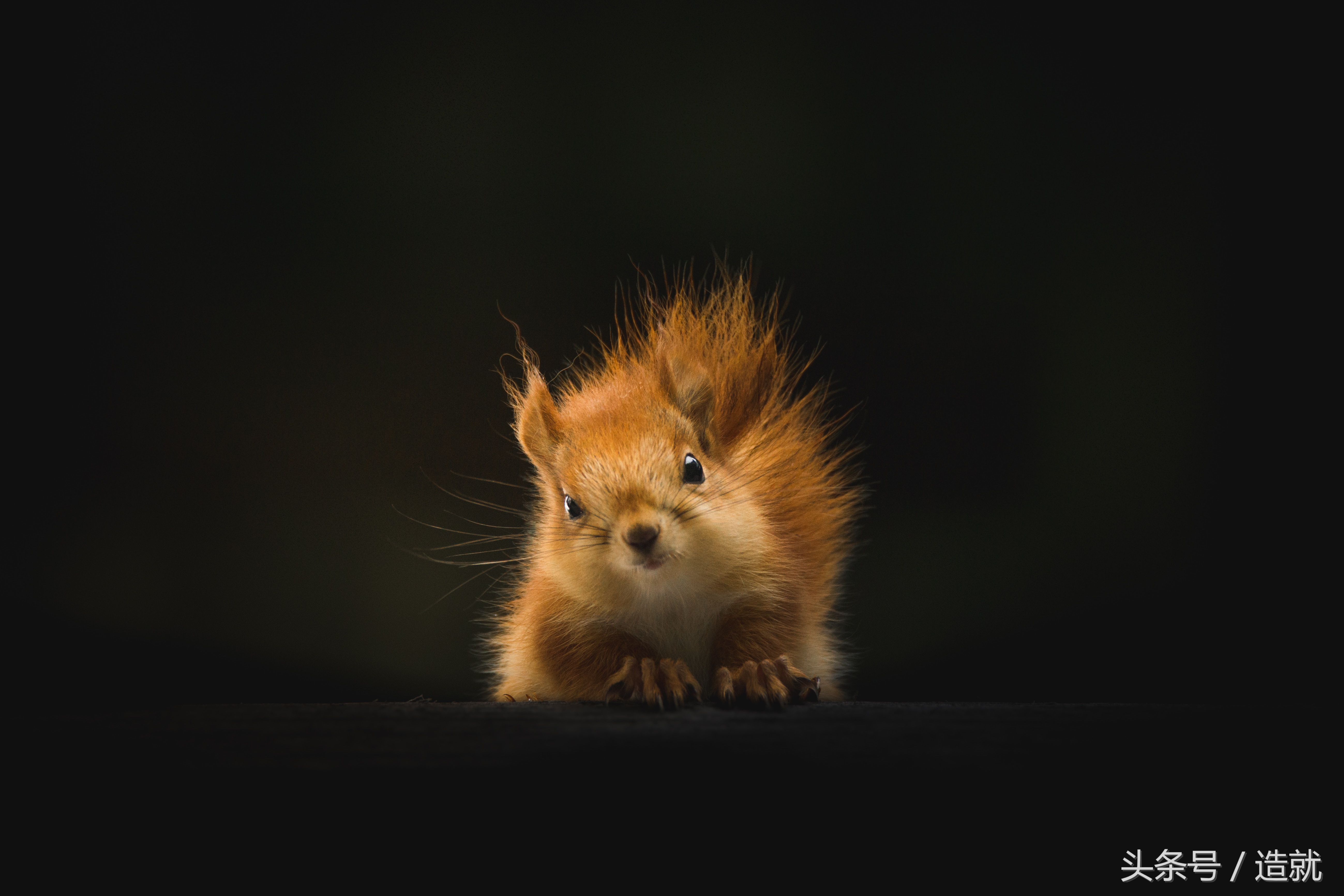 如何知道动物眼中的世界,喜怒哀乐动物