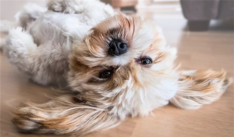 狗狗泪痕造成的变色毛发怎么解决,狗狗泪痕用氯霉素好还是红霉素好