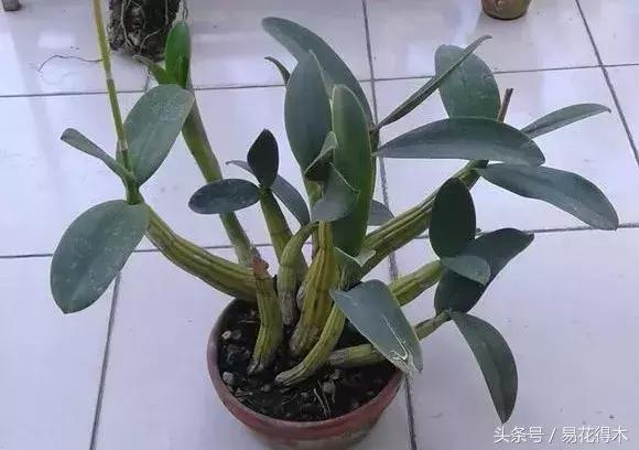 香蕉兰和翠兰有什么区别,兰花四季兰最好最香的品种