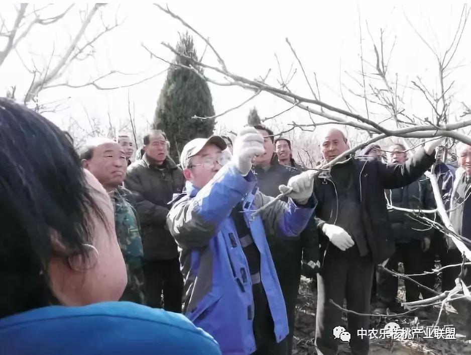 怎样让核桃快速发芽,盛果期核桃修剪最佳时期