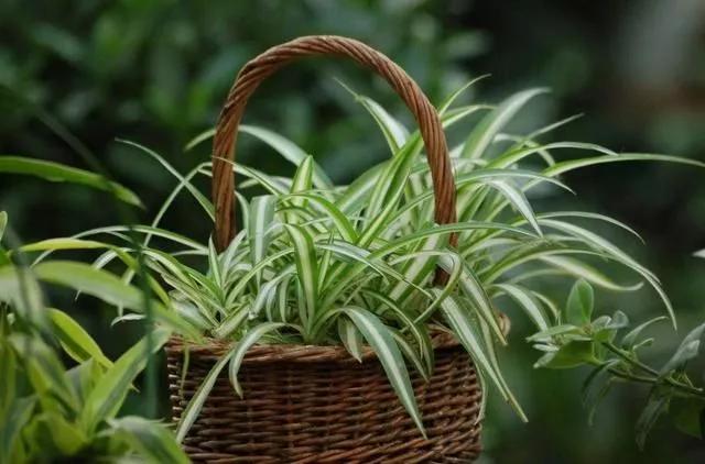 甲醛超标致女童白血病,甲醛超标小孩得白血病