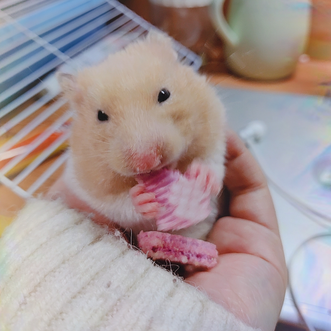 怎么在学校饲养金丝熊,金丝熊饲养指南