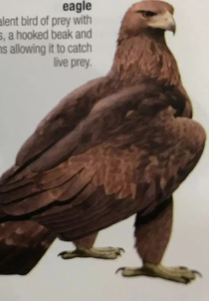 她翻译了《射雕》，外国人直呼：很遗憾人生五张，才开始看金庸