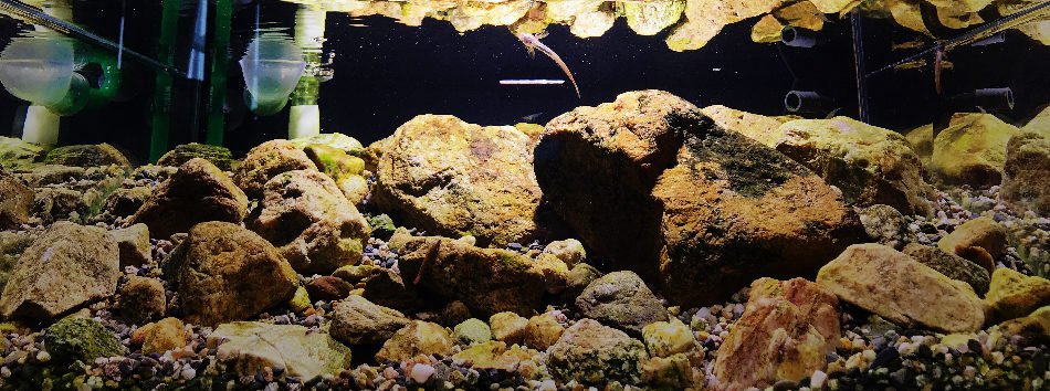 长城杯溪流造景大赛,长城杯造景大赛