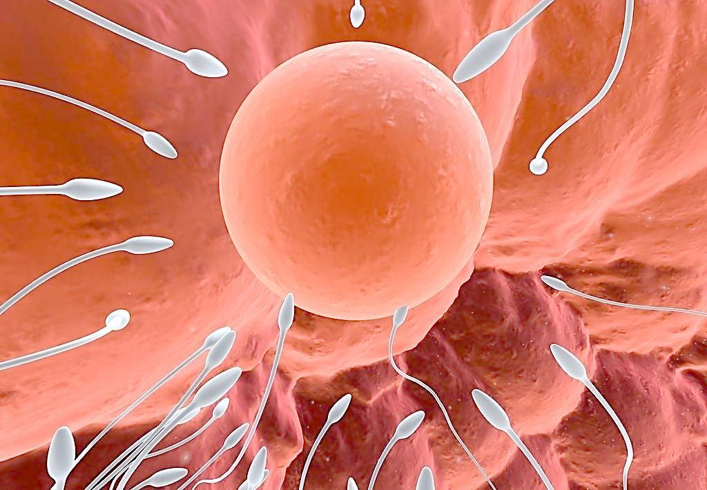 人的精子和卵子能一起结合吗,为什么精子有几亿个卵子有1个