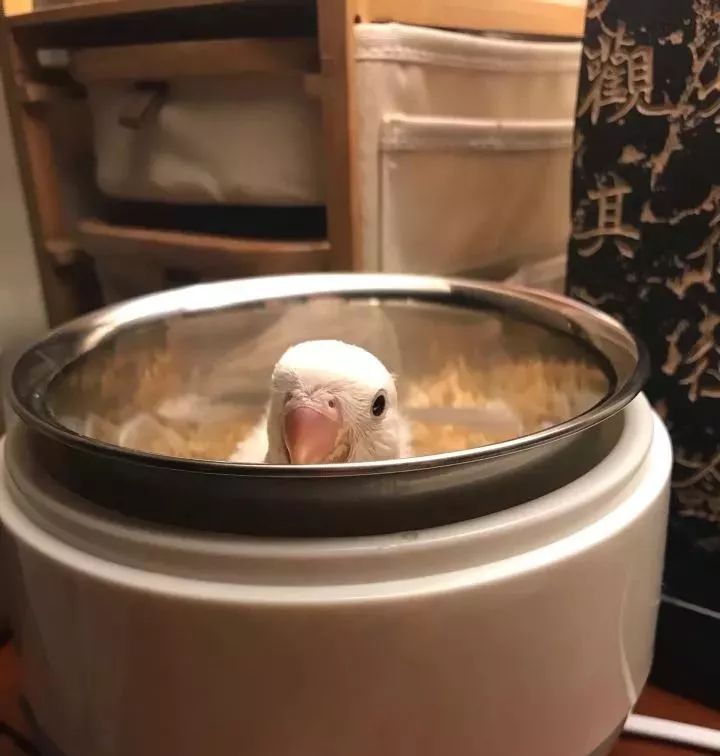 养鹦鹉少走30年弯路,新手养的鹦鹉各优缺点