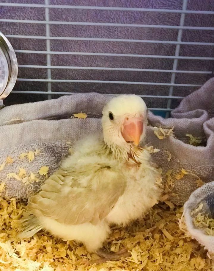 养鹦鹉少走30年弯路,新手养的鹦鹉各优缺点