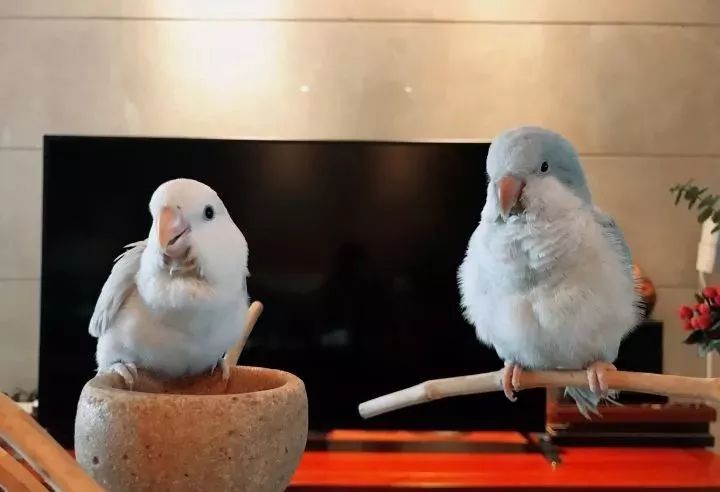 新手养的鹦鹉各优缺点,养鹦鹉少走30年弯路