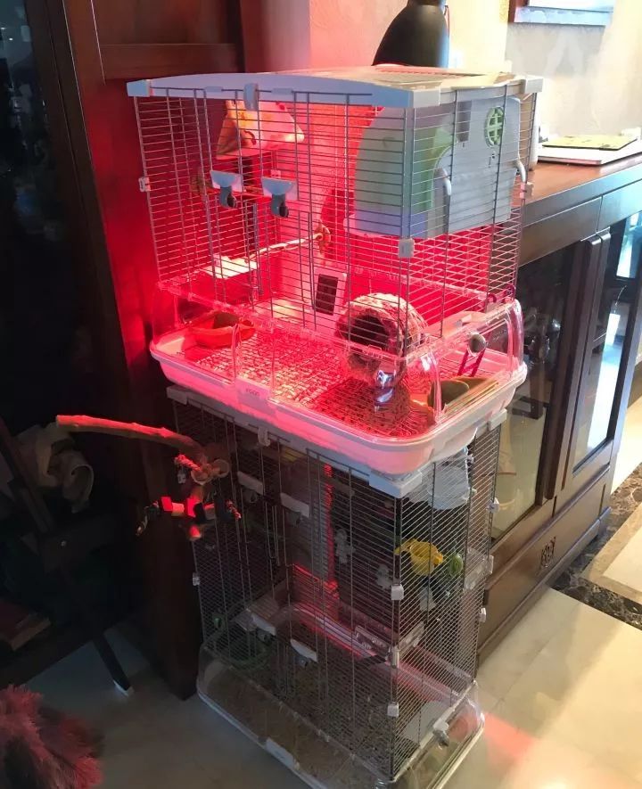 养鹦鹉少走30年弯路,新手养的鹦鹉各优缺点