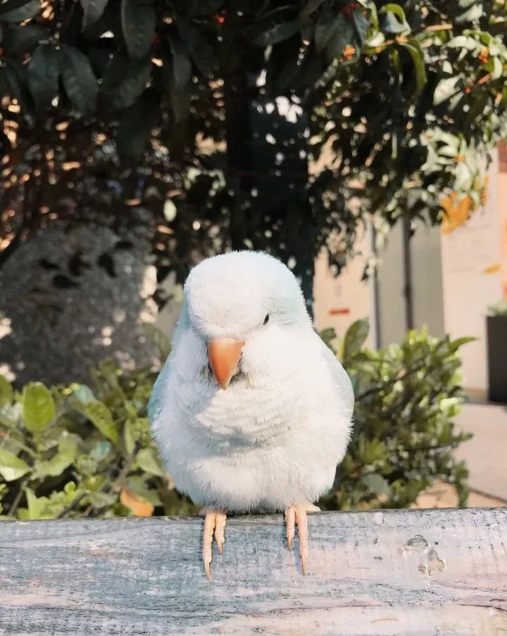 新手养的鹦鹉各优缺点,养鹦鹉少走30年弯路